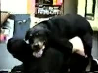 Bestiality Sex DVD - Black mutt in sexy act